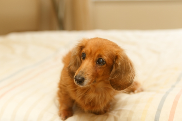 室内でペットを飼う　ワンちゃん編